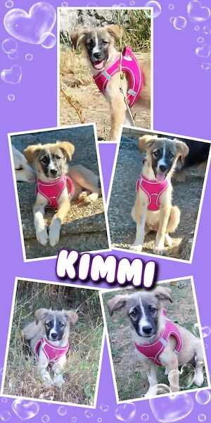 sehr liebes, menschenbezogenes, wunderschönes Welpenmädchen "Kimmi" sucht ein Zuhause