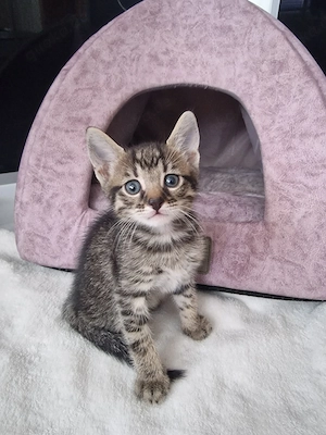 1 Süßer Kitten Junge sucht schönes Zuhause 