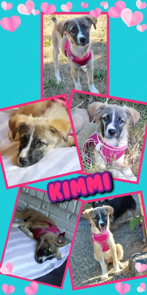 Süße Kimmi sucht neue Familie!