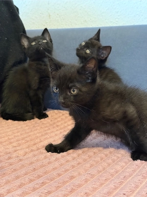 bkh mix kitten Bild 5