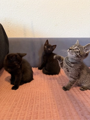 bkh mix kitten Bild 7