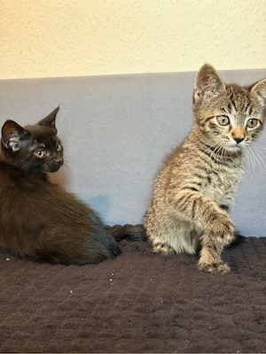 bkh mix kitten Bild 8