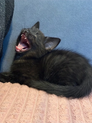 bkh mix kitten Bild 6