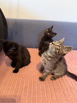 bkh mix kitten Bild 9