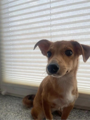 Jack-Russell Mini-Pinscher Mix Welpe
