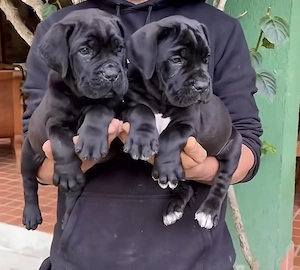 Cane Corso Welpen sind jetzt schon 3 Monaten alt 