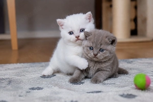 Wunderschöne BKH Kitten suchen ein liebevolles Zuhause  
