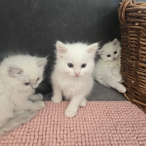 Kitten Türkisch Angora Ragdoll Mix
