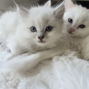 Kitten Türkisch Angora Ragdoll Mix