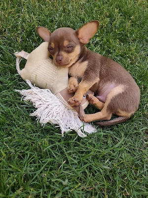 Chihuahua Rüde 