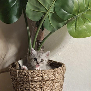 Zuckersüßes BKH BLH-Kitten (11 Wochen) sucht liebevolles Zuhause! 