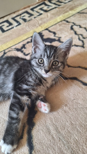 babykatzen suchen ein neues zu Hause 