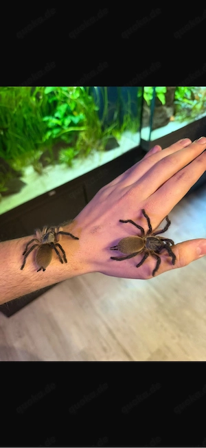 Blaue Jemen-Vogelspinne