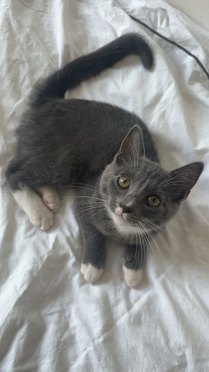 Ekh Ragdoll Mix ab sofort abgabebereit