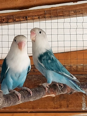 Pfirsichköpfchen 