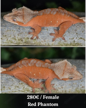 Kronengeckos - Correlophus ciliatus