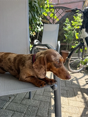 Zwergdackel deckrüde freut sich auf Damenbesuch 