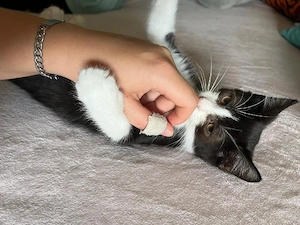 kleiner kater sucht ein neues zuhause 
