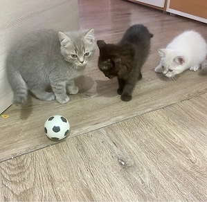 BKH Kitten suchen ein Zuhause