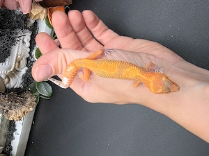 1.0 Mandarin 66% het Eclipse,66%het TA Leopardgecko