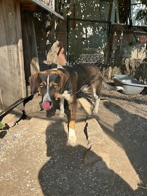 Zuhause oder Pflegestelle gesucht für Hector 