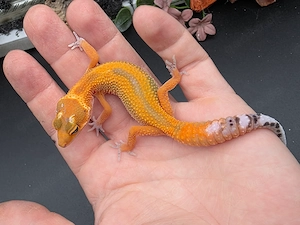 0.1 Mandarin het Eclipse, het TA Leopardgecko