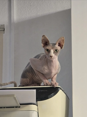 Sphynx Katze Jung