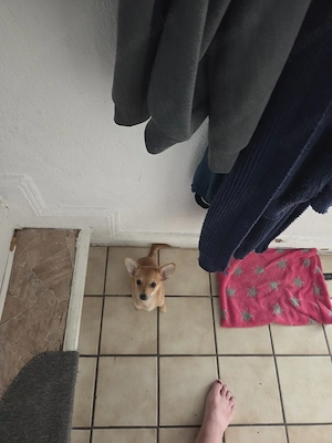 Chihuahua-Rehpinscher mix