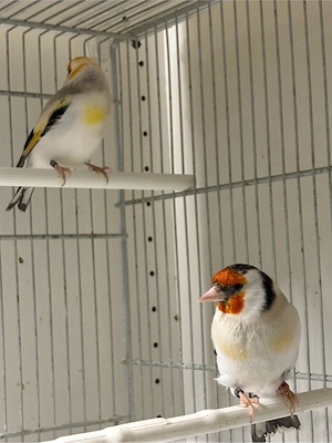 Major-Stieglitze  Mutationen & Spalterbige