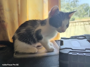 Katze 12 Wochen alt abzugeben