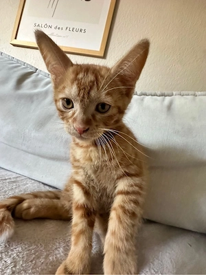 Baby Kater sofort abgabebereit !