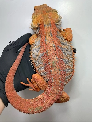 Bartagamen Männchen adult half red Monster half extreme red high blue Tiger het Hypo