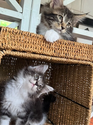 Maine Coon Kitten 
