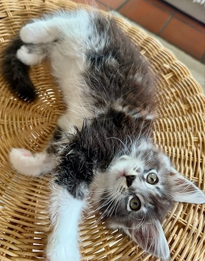 Maine Coon Mädchen 