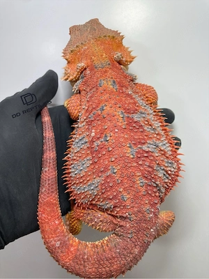 Bartagamen Weibchen subadult half red Monster Hypo high blue Tiger 