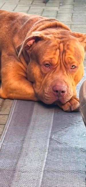 American bully Rüde sucht endlich sein für immer zu Hause 