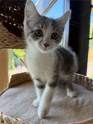 Sehr süsses BKH baby Kitten zu verkaufen 