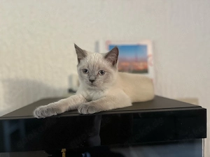 wunderschöne bkh kitten zu verkaufen 