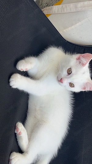 Weiße BKH kitten