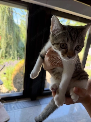 Sehr süsses BKH Baby Kitten zu verkaufen 