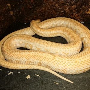 Kornnatter Flamingo Tessera 0.1 Female abzugeben