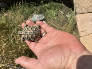 Griechische bzw. Italienische Landschildkröte Bild 2