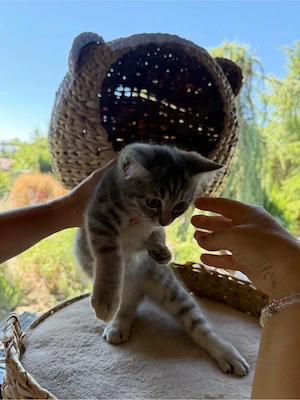 Sehr süsses BKH Baby Kitten zu verkaufen 