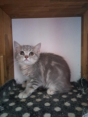 Bkh Katerchen Kitten