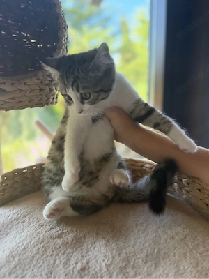 Sehr süsses BKH Baby Kitten zu verkaufen 