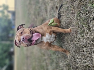 American bully Rüde sucht endlich sein für immer zu Hause 