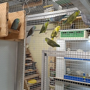 Sperlingspapagein Blaugenick