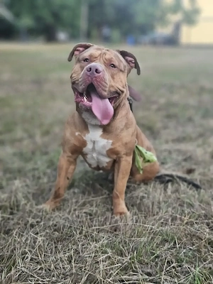 American bully Rüde sucht endlich sein für immer zu Hause 