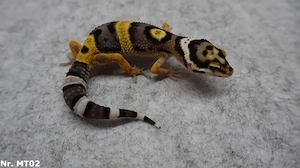 Leopardgecko 2026 auf Männchen inkubiert