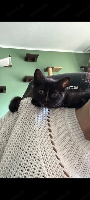 12 wochen alte bkh kitten 